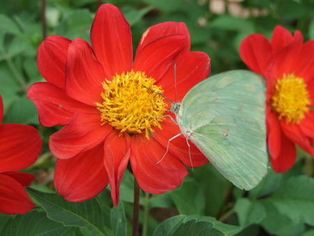 flowerの写真素材