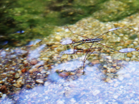 insectの写真素材