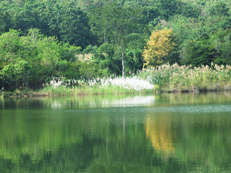 woodlandの写真素材