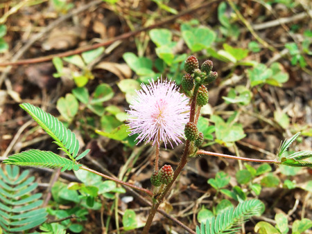flowerの写真素材