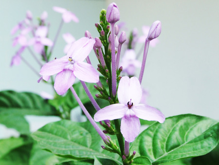 flowerの写真素材