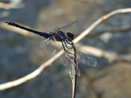 dragonflyの写真素材