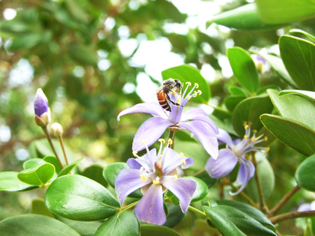 beeの写真素材