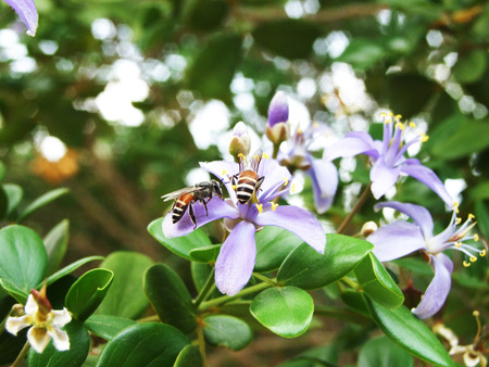 beeの写真素材