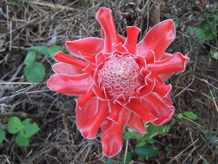 flowerの写真素材