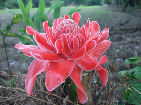 flowerの写真素材