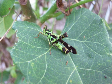 grasshopperの写真素材