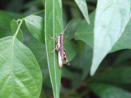 grasshopperの写真素材