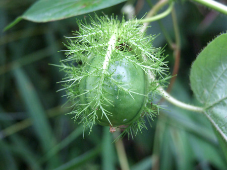 passion Fruitの写真素材