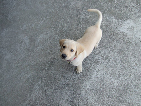 Labrador dogsの写真素材