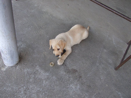 Labrador dogsの写真素材