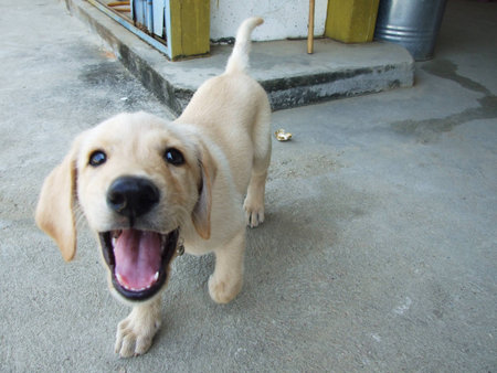 Labrador dogsの写真素材