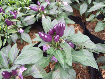 Chilli peppersの写真素材