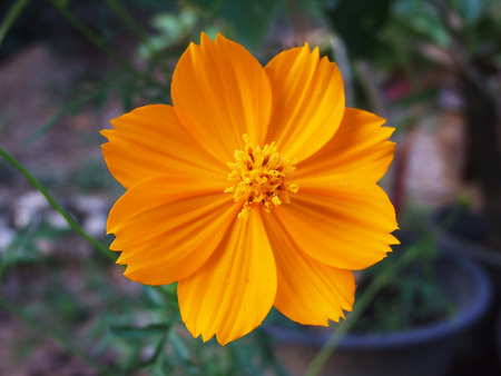 Cosmosの写真素材