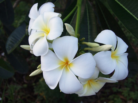 flowerの写真素材