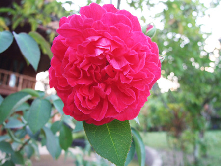 roseの写真素材