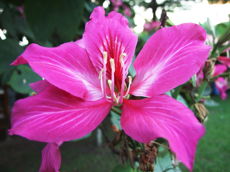 flowerの写真素材