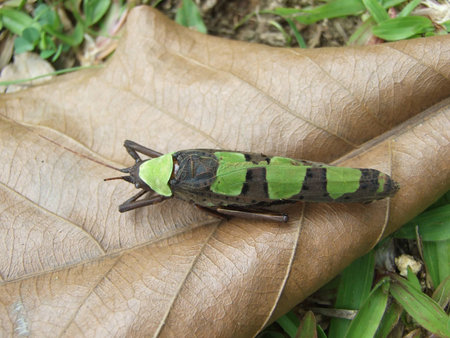 grasshopperの写真素材