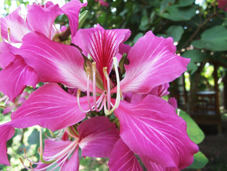 flowerの写真素材