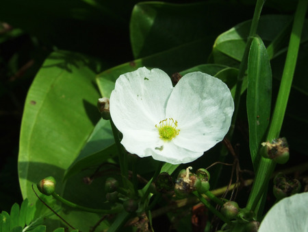 flowerの写真素材