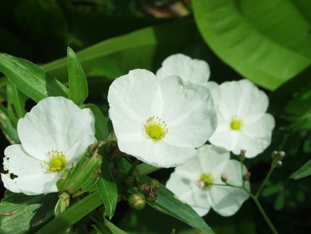 flowerの写真素材