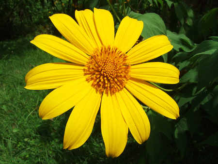 flowerの写真素材