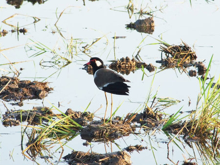 red-wattled lapwingの写真素材
