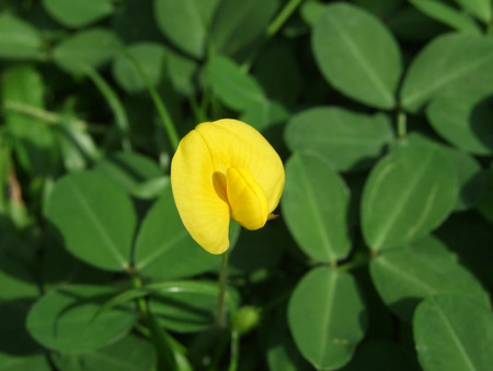 flowerの写真素材