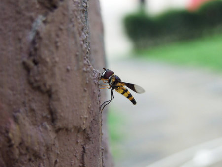 insectの写真素材