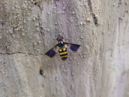 insectの写真素材