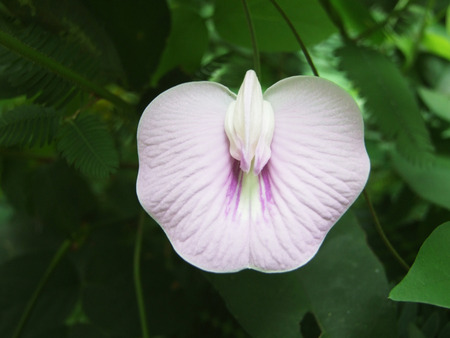 flowerの写真素材
