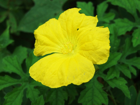 flowerの写真素材