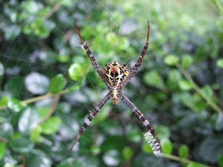 spiderの写真素材
