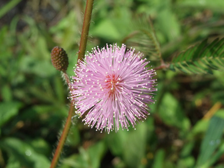 flowerの写真素材