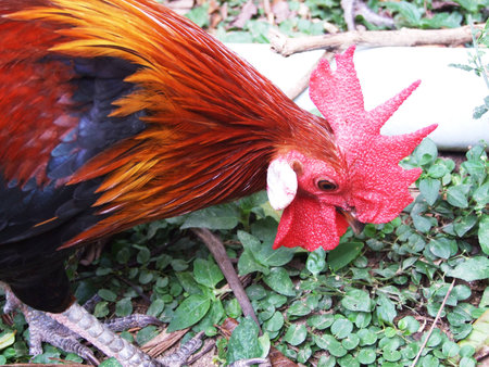 jungle fowl