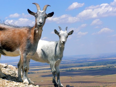 Herd of the Goats on the Top of the Mountainの写真素材