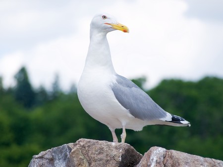 Close-up of a seagull sitting on the rockの写真素材