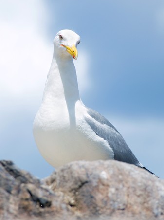 Close-up of a seagull sitting on the rockの写真素材