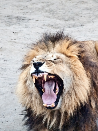Close up shot of male lion roaringの写真素材