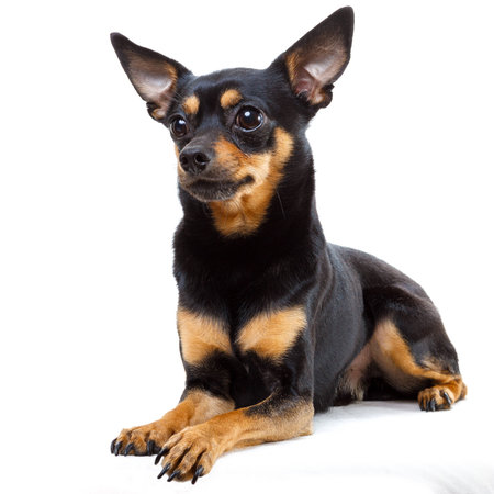 toy terrierの写真素材