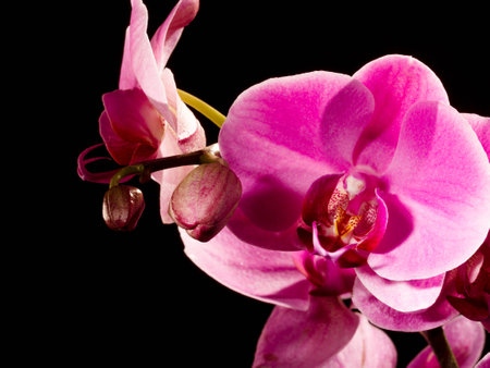 Orchidの写真素材