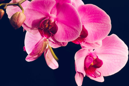 Orchidの写真素材