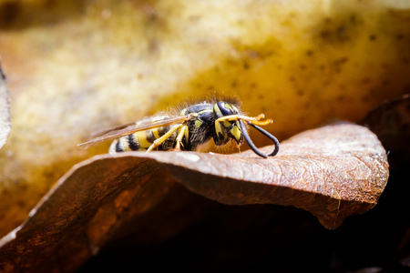 Female of paper waspの写真素材