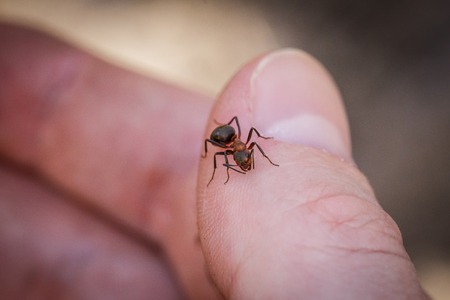 ant bites the fingerの写真素材