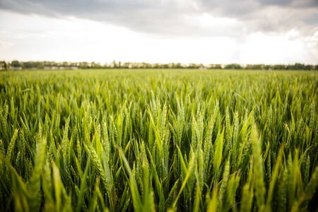 Green grass ears of wheat swaying in the wind blowing against the cloudy sky. Harvest of green...