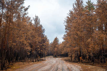 Burnt and dead trees still standing after a large forest fire. Nature slowly recovering from disasterの写真素材