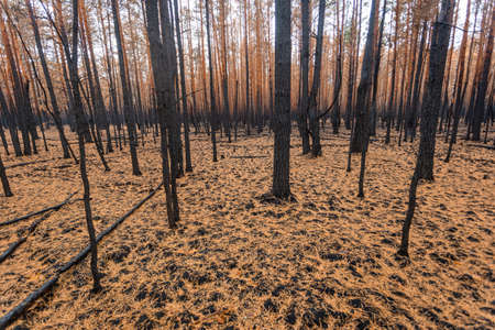 Burnt and dead trees still standing after a large forest fire. Nature slowly recovering from disasterの写真素材
