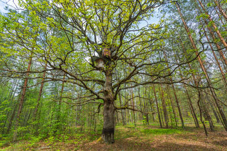 apiary for working with wild bees with traditional beehives - bee gums or log hives on the treesの写真素材