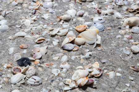 Tons of shells on a beach