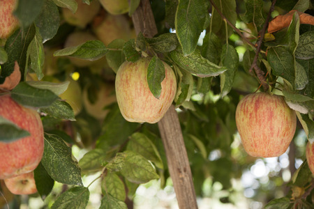 Apple picking in the Tree